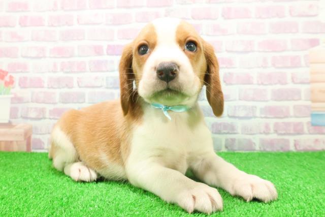 千葉県のビーグル (Coo&RIKU東金店/2025年11月24日生まれ/男の子/レモンホワイト)の子犬の3枚目の画像