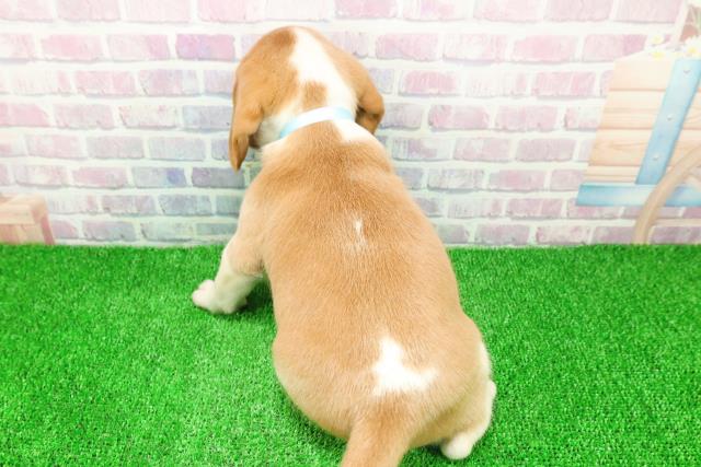 千葉県のビーグル (Coo&RIKU東金店/2025年11月24日生まれ/男の子/レモンホワイト)の子犬の4枚目の画像