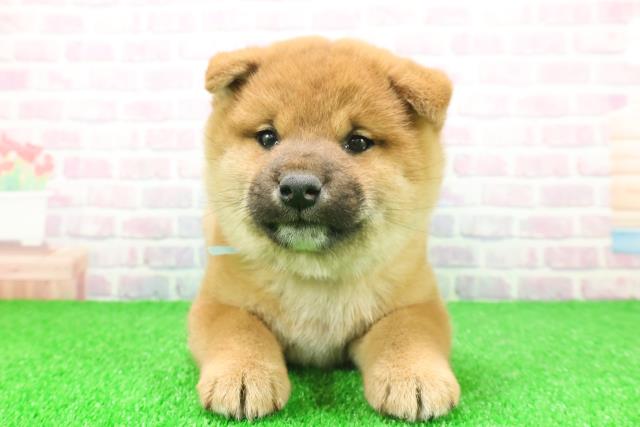 千葉県の柴犬(標準サイズ) (Coo&RIKU東金店/2025年11月23日生まれ/男の子/赤)の子犬の1枚目の画像