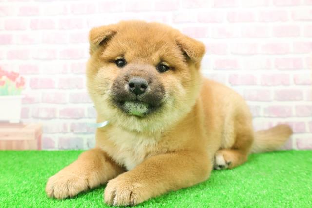 千葉県の柴犬(標準サイズ) (Coo&RIKU東金店/2025年11月23日生まれ/男の子/赤)の子犬の2枚目の画像