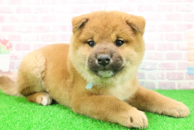 千葉県の柴犬(標準サイズ) (Coo&RIKU東金店/2025年11月23日生まれ/男の子/赤)の子犬の3枚目の画像