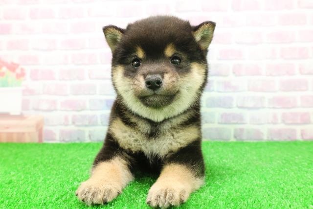 東京都の豆柴 (Coo&RIKU中野サンモール店/2025年11月25日生まれ/男の子/黒)の子犬の1枚目の画像