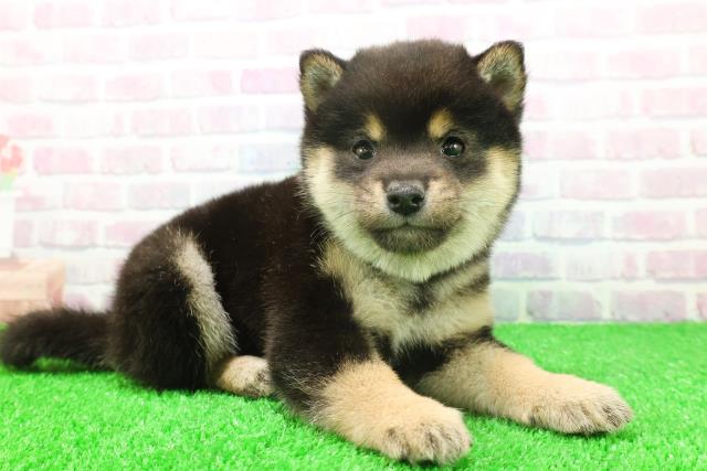 東京都の豆柴 (Coo&RIKU中野サンモール店/2025年11月25日生まれ/男の子/黒)の子犬の3枚目の画像