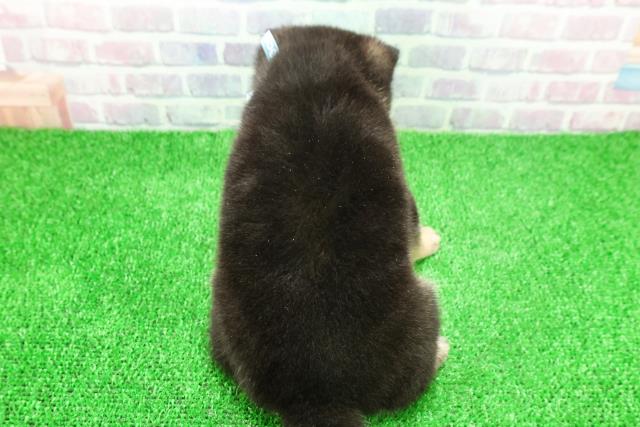 東京都の豆柴 (Coo&RIKU中野サンモール店/2025年11月25日生まれ/男の子/黒)の子犬の4枚目の画像