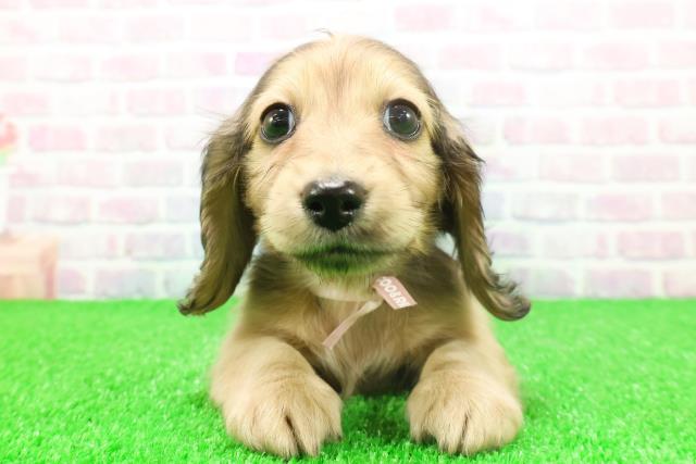 石川県のミニチュアダックスフンド(ロング) (Coo&RIKU金沢店/2025年11月23日生まれ/女の子/シェーデットイエロー)の子犬の1枚目の画像