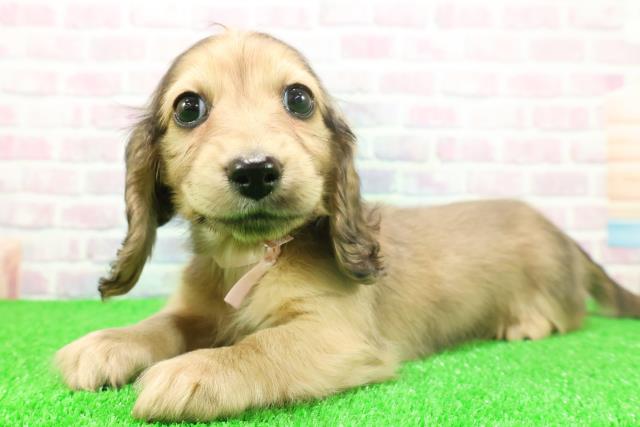 石川県のミニチュアダックスフンド(ロング) (Coo&RIKU金沢店/2025年11月23日生まれ/女の子/シェーデットイエロー)の子犬の2枚目の画像