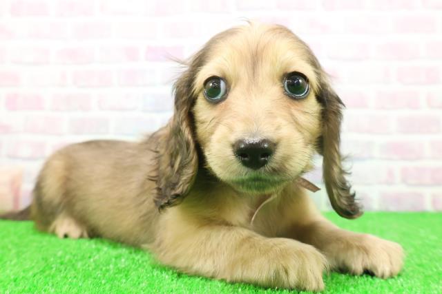 石川県のミニチュアダックスフンド(ロング) (Coo&RIKU金沢店/2025年11月23日生まれ/女の子/シェーデットイエロー)の子犬の3枚目の画像