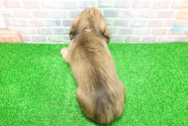 石川県のミニチュアダックスフンド(ロング) (Coo&RIKU金沢店/2025年11月23日生まれ/女の子/シェーデットイエロー)の子犬の4枚目の画像