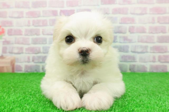 東京都のマルチーズ (Coo&RIKU池袋西口店/2025年11月24日生まれ/女の子/ホワイト)の子犬の1枚目の画像