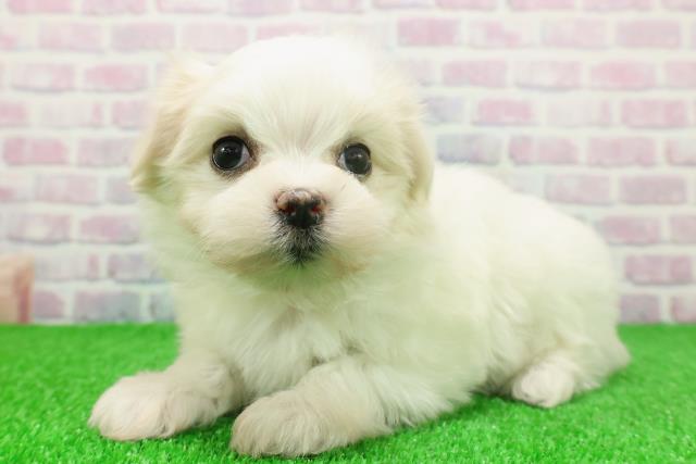 東京都のマルチーズ (Coo&RIKU池袋西口店/2025年11月24日生まれ/女の子/ホワイト)の子犬の2枚目の画像