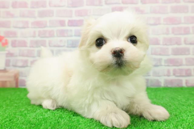 東京都のマルチーズ (Coo&RIKU池袋西口店/2025年11月24日生まれ/女の子/ホワイト)の子犬の3枚目の画像