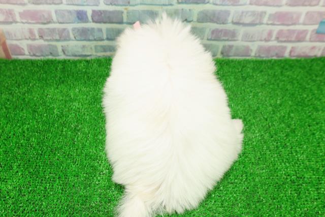 東京都のマルチーズ (Coo&RIKU池袋西口店/2025年11月24日生まれ/女の子/ホワイト)の子犬の4枚目の画像