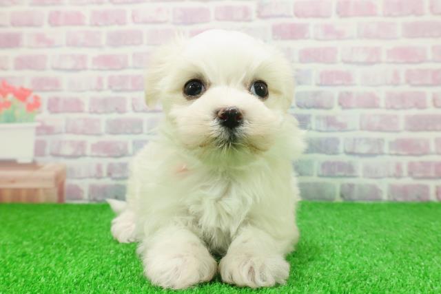 東京都のマルチーズ (Coo&RIKU新宿三丁目店/2025年11月24日生まれ/女の子/ホワイト)の子犬の1枚目の画像