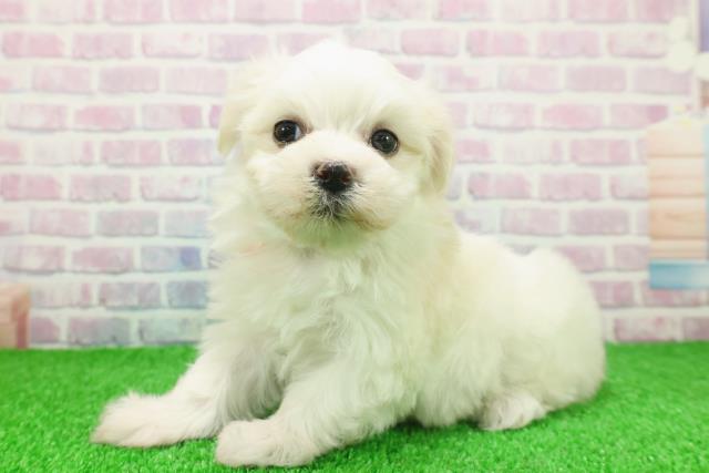 東京都のマルチーズ (Coo&RIKU新宿三丁目店/2025年11月24日生まれ/女の子/ホワイト)の子犬の2枚目の画像