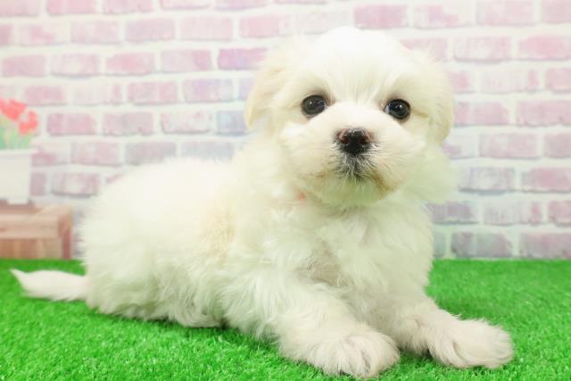 東京都のマルチーズ (Coo&RIKU新宿三丁目店/2025年11月24日生まれ/女の子/ホワイト)の子犬の3枚目の画像