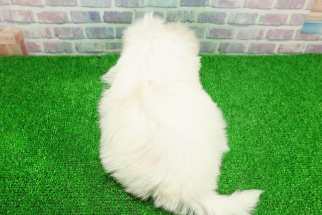 東京都のマルチーズ (Coo&RIKU新宿三丁目店/2025年11月24日生まれ/女の子/ホワイト)の子犬の4枚目の画像