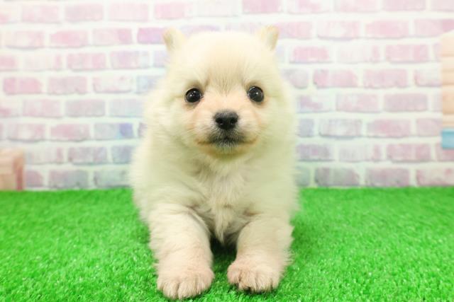 群馬県のポメチワ/チワポメ/ポメチー(ポメラニアン×チワワ) (Coo&RIKU伊勢崎店/2025年11月24日生まれ/女の子/クリーム)の子犬の1枚目の画像