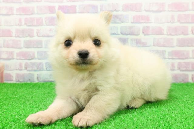 群馬県のポメチワ/チワポメ/ポメチー(ポメラニアン×チワワ) (Coo&RIKU伊勢崎店/2025年11月24日生まれ/女の子/クリーム)の子犬の2枚目の画像