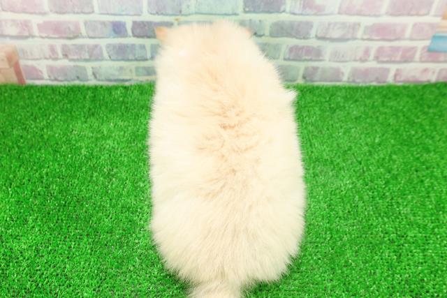 群馬県のポメチワ/チワポメ/ポメチー(ポメラニアン×チワワ) (Coo&RIKU伊勢崎店/2025年11月24日生まれ/女の子/クリーム)の子犬の4枚目の画像