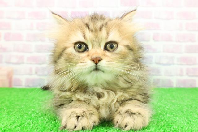 群馬県のラガマフィン (Coo&RIKU伊勢崎店/2025年11月17日生まれ/女の子/ブラウンパッチドタビー)の子猫の1枚目の画像