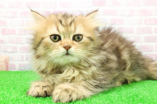 群馬県のラガマフィン (Coo&RIKU伊勢崎店/2025年11月17日生まれ/女の子/ブラウンパッチドタビー)の子猫の2枚目の画像