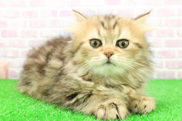 群馬県のラガマフィン (Coo&RIKU伊勢崎店/2025年11月17日生まれ/女の子/ブラウンパッチドタビー)の子猫の3枚目の画像