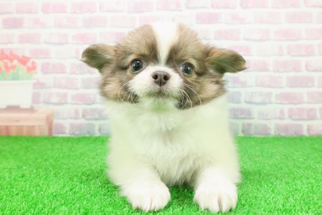 東京都のチワワ(ロング) (Coo&RIKU赤坂店/2025年11月22日生まれ/男の子/ホワイトブルーフォーン)の子犬の1枚目の画像