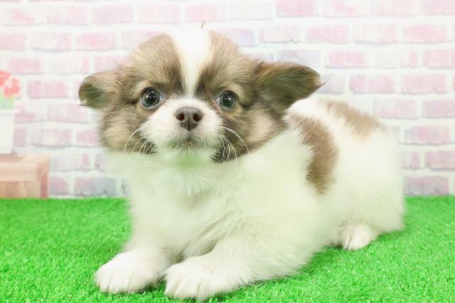 東京都のチワワ(ロング) (Coo&RIKU赤坂店/2025年11月22日生まれ/男の子/ホワイトブルーフォーン)の子犬の2枚目の画像