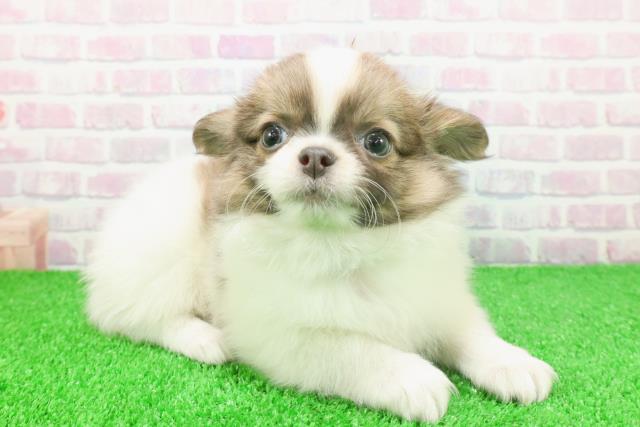 東京都のチワワ(ロング) (Coo&RIKU赤坂店/2025年11月22日生まれ/男の子/ホワイトブルーフォーン)の子犬の3枚目の画像