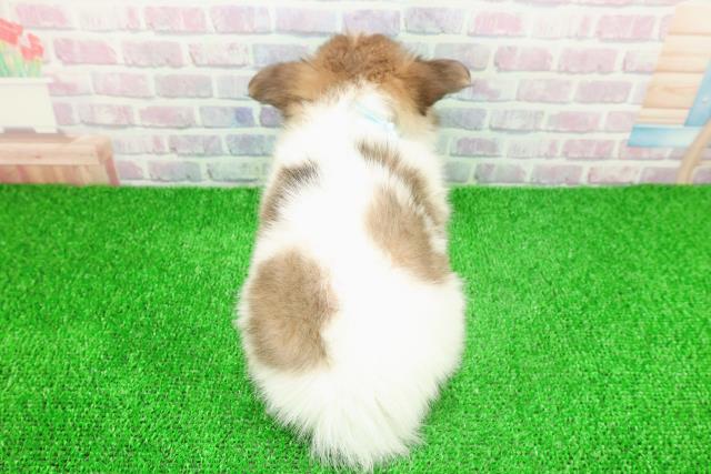 東京都のチワワ(ロング) (Coo&RIKU赤坂店/2025年11月22日生まれ/男の子/ホワイトブルーフォーン)の子犬の4枚目の画像