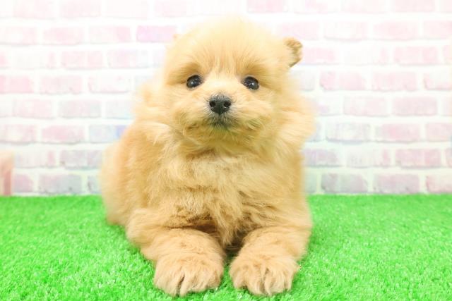 富山県のポメプー(ポメラニアン×プードル) (Coo&RIKU富山店/2025年11月20日生まれ/女の子/アプリコット)の子犬の1枚目の画像