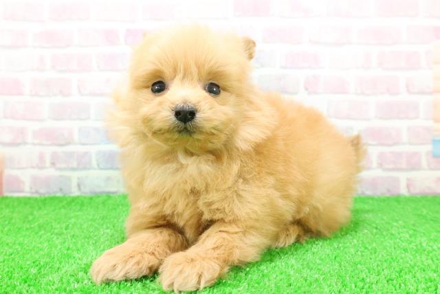 富山県のポメプー(ポメラニアン×プードル) (Coo&RIKU富山店/2025年11月20日生まれ/女の子/アプリコット)の子犬の2枚目の画像