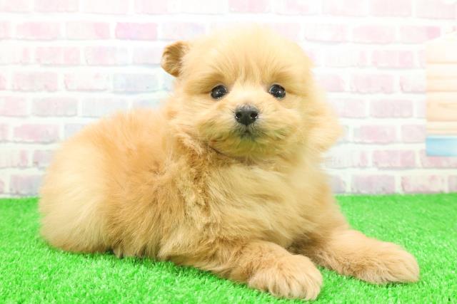 富山県のポメプー(ポメラニアン×プードル) (Coo&RIKU富山店/2025年11月20日生まれ/女の子/アプリコット)の子犬の3枚目の画像