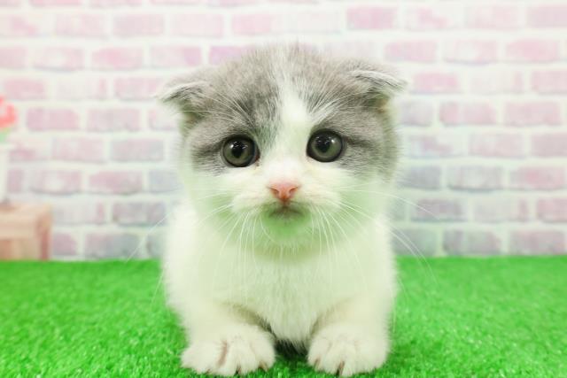 東京都のスコティッシュフォールド (Coo&RIKU広尾店/2025年11月25日生まれ/女の子/ブルーホワイト)の子猫の1枚目の画像