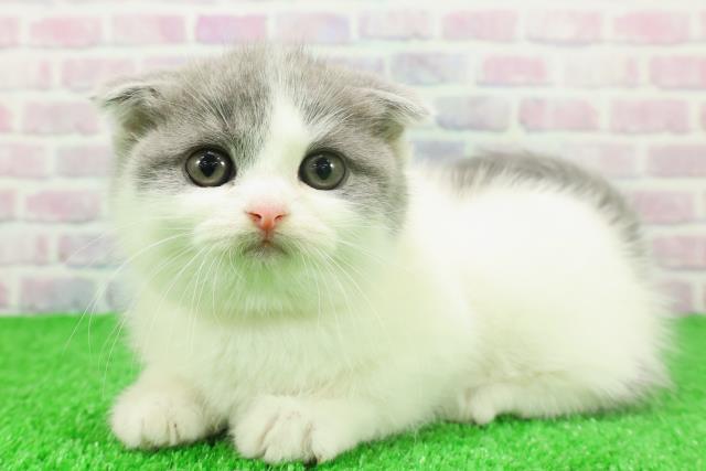 東京都のスコティッシュフォールド (Coo&RIKU広尾店/2025年11月25日生まれ/女の子/ブルーホワイト)の子猫の2枚目の画像