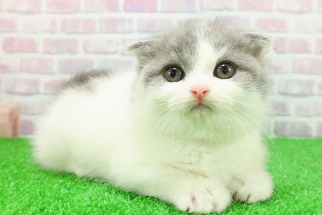 東京都のスコティッシュフォールド (Coo&RIKU広尾店/2025年11月25日生まれ/女の子/ブルーホワイト)の子猫の3枚目の画像