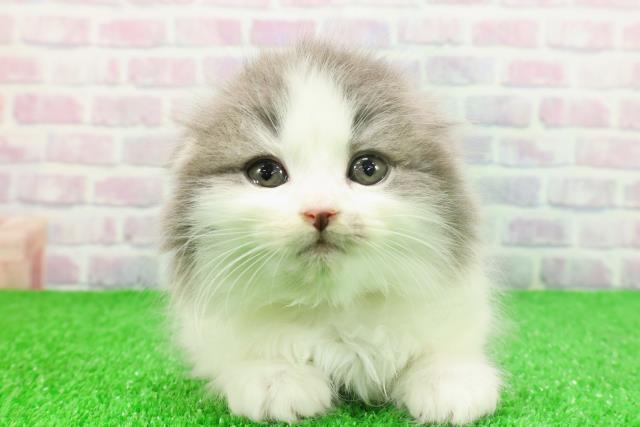 東京都のスコティッシュフォールド (Coo&RIKUフレスポ住吉店/2025年11月25日生まれ/女の子/ブルータビーホワイト)の子猫の1枚目の画像