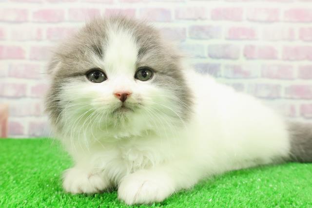 東京都のスコティッシュフォールド (Coo&RIKUフレスポ住吉店/2025年11月25日生まれ/女の子/ブルータビーホワイト)の子猫の2枚目の画像