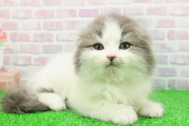 東京都のスコティッシュフォールド (Coo&RIKUフレスポ住吉店/2025年11月25日生まれ/女の子/ブルータビーホワイト)の子猫の3枚目の画像