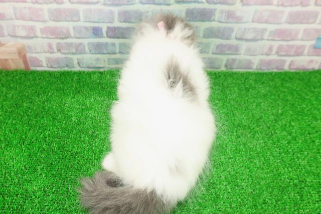 東京都のスコティッシュフォールド (Coo&RIKUフレスポ住吉店/2025年11月25日生まれ/女の子/ブルータビーホワイト)の子猫の4枚目の画像