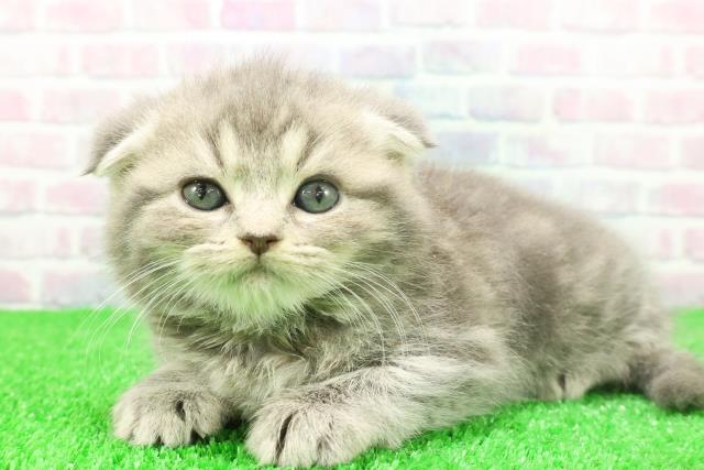 東京都のスコティッシュフォールド (Coo&RIKU中野サンモール店/2025年11月25日生まれ/女の子/ブルータビー)の子猫の2枚目の画像