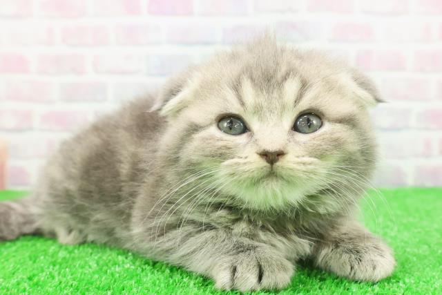 東京都のスコティッシュフォールド (Coo&RIKU中野サンモール店/2025年11月25日生まれ/女の子/ブルータビー)の子猫の3枚目の画像