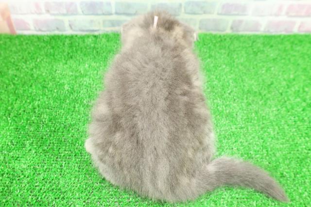 東京都のスコティッシュフォールド (Coo&RIKU中野サンモール店/2025年11月25日生まれ/女の子/ブルータビー)の子猫の4枚目の画像
