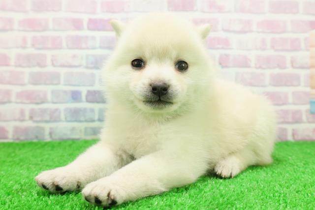 東京都のポメ柴/豆ポメ/ポメ豆柴(ポメラニアン×柴犬) (Coo&RIKU浅草店/2025年11月23日生まれ/女の子/白)の子犬の2枚目の画像