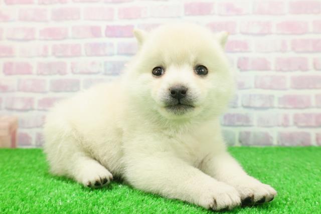 東京都のポメ柴/豆ポメ/ポメ豆柴(ポメラニアン×柴犬) (Coo&RIKU浅草店/2025年11月23日生まれ/女の子/白)の子犬の3枚目の画像