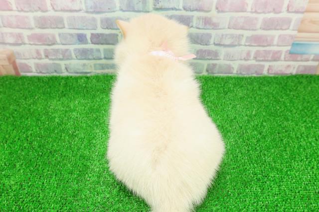 東京都のポメ柴/豆ポメ/ポメ豆柴(ポメラニアン×柴犬) (Coo&RIKU浅草店/2025年11月23日生まれ/女の子/白)の子犬の4枚目の画像