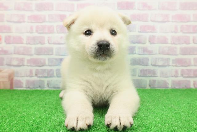 石川県のポメ柴/豆ポメ/ポメ豆柴(ポメラニアン×柴犬) (Coo&RIKUイオン野々市南店/2025年11月23日生まれ/男の子/白)の子犬の1枚目の画像