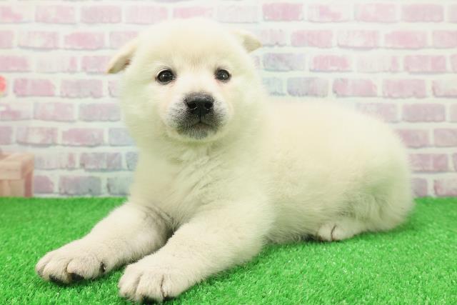 石川県のポメ柴/豆ポメ/ポメ豆柴(ポメラニアン×柴犬) (Coo&RIKUイオン野々市南店/2025年11月23日生まれ/男の子/白)の子犬の2枚目の画像