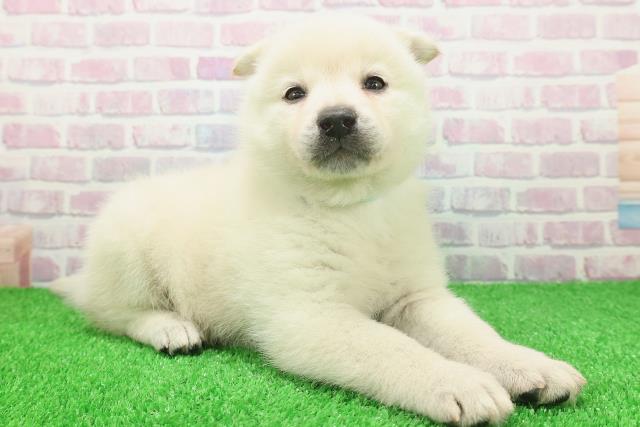 石川県のポメ柴/豆ポメ/ポメ豆柴(ポメラニアン×柴犬) (Coo&RIKUイオン野々市南店/2025年11月23日生まれ/男の子/白)の子犬の3枚目の画像