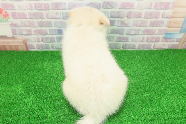 石川県のポメ柴/豆ポメ/ポメ豆柴(ポメラニアン×柴犬) (Coo&RIKUイオン野々市南店/2025年11月23日生まれ/男の子/白)の子犬の4枚目の画像